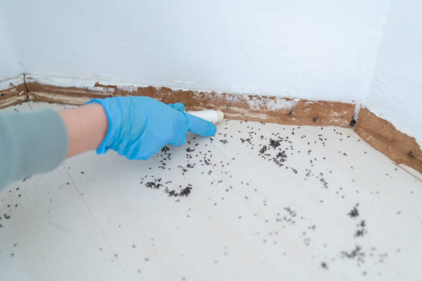 Best Termite Inspection and Treatment  in Modesto, CA